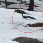 Political Turmoil in Nishad Party as Former Secretary Takes His Own Life 1200 x 730 px 70