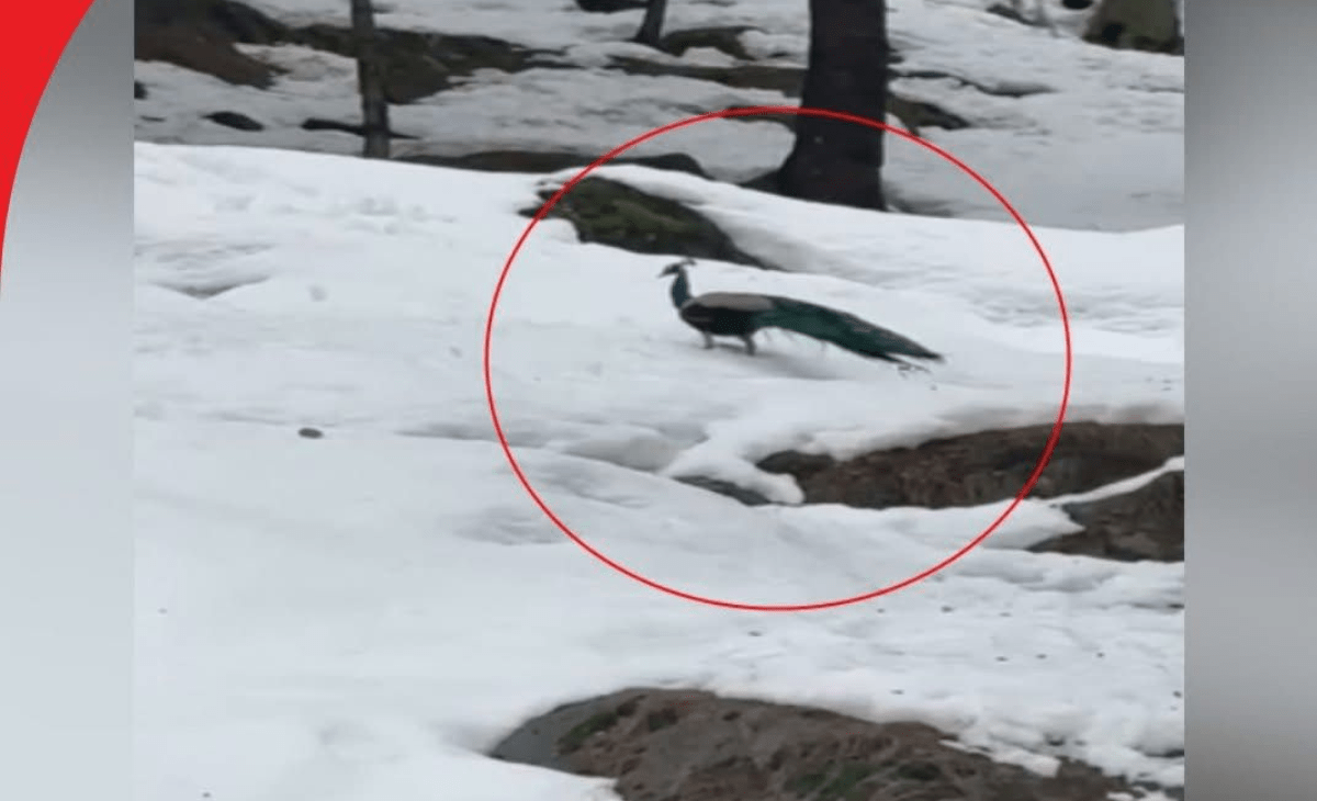 Political Turmoil in Nishad Party as Former Secretary Takes His Own Life 1200 x 730 px 70