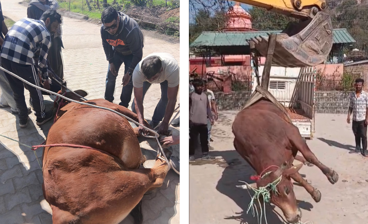 Wild Animal Menace in Nurpur Becomes a Growing Concern