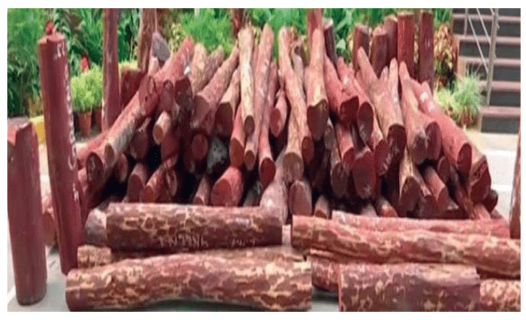 Sandalwood Smuggling Incident Near Bilaspur Raises Serious Questions Over Forest Security