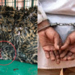 Brutal K*illing of Young Leopard in Himachal’s Sirmaur