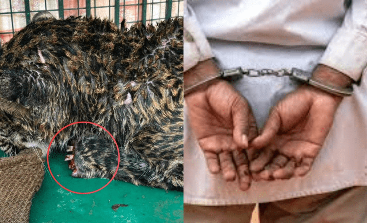 Brutal K*illing of Young Leopard in Himachal’s Sirmaur