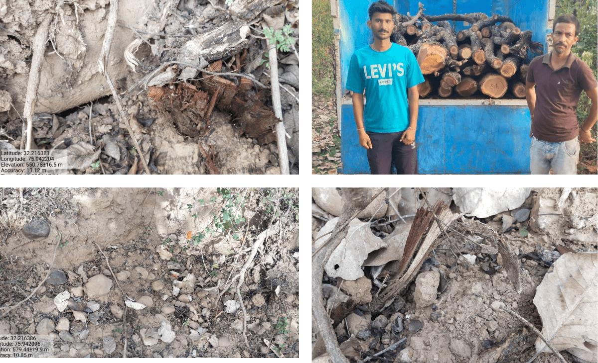 Illegal Felling of Khair Trees Exposed in Nurpur Forest Division