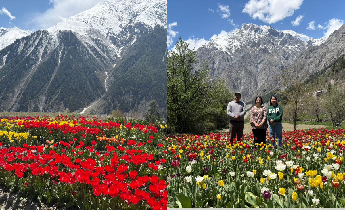 Tulips Bloom in Lahaul: CSIR–IHBT’s Scientific Support Transforms Floriculture in the Himalayas