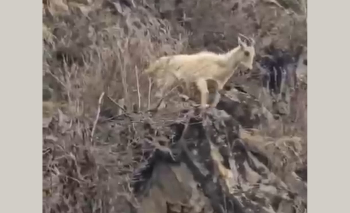 Rare White Himalayan Tahr Spotted in Kugti Wildlife Sanctuary, Bharmour