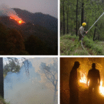 Forest Fires Turn Into Himachal’s Biggest Environmental Challenge; Mandi Emerges as Worst-Hit District
