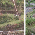 Nature’s Fury in Himachal: Four Women Teachers Killed as Tree Crushes Moving Vehicle in Ani