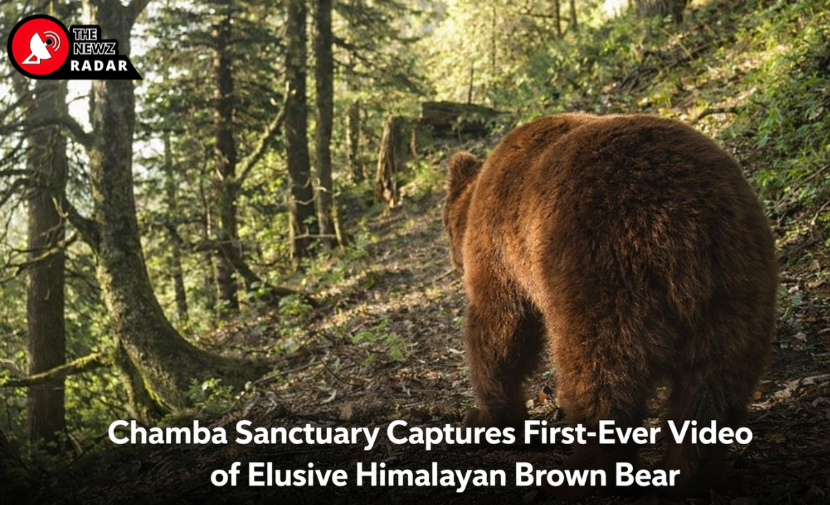 Prarthana Ka Mahasangam: Hindu, Sikh, Buddhist Prayers to Unite at Rewalsar 4 Chamba Sanctuary Captures First-Ever Video of Elusive Himalayan Brown Bear
