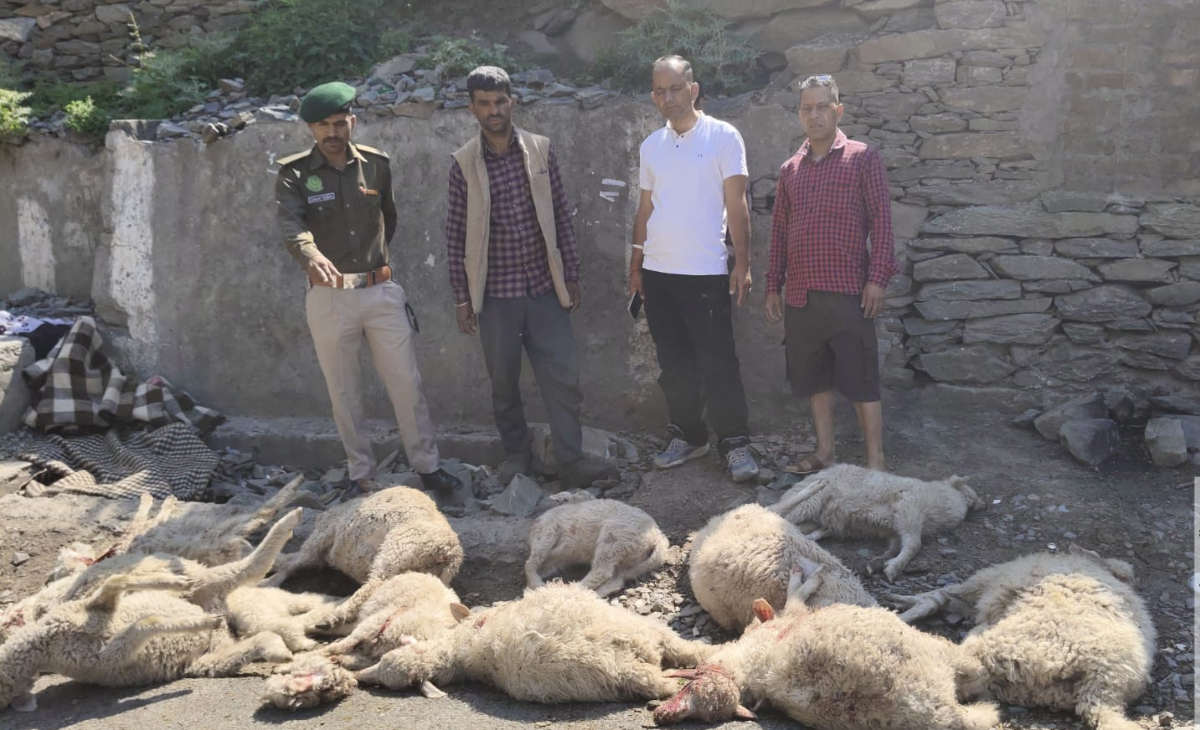 Kangra Bar Association Opposes Advocates Amendment Bill 2025 4 Leopard’s Second Major Attack in Poolan Panchayat: 16 Sheep K*illed, 6 Missing