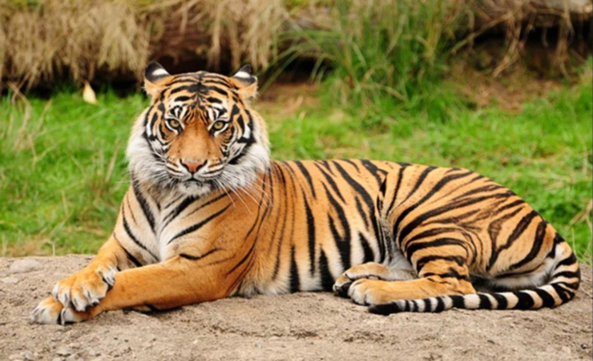 Royal Bengal Tiger Sighting in Himachal Sparks Wildlife Vigil; Forest Department Urges Public