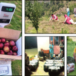 Mandi’s Plum Growers Reach Maharashtra Markets, Fetch Premium Prices