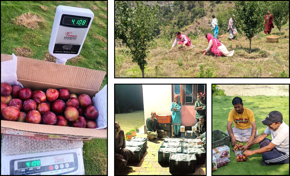 Mandi’s Plum Growers Reach Maharashtra Markets, Fetch Premium Prices