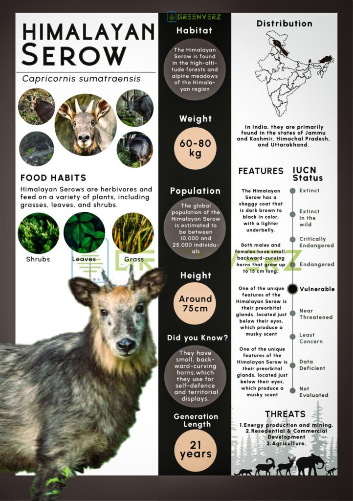 Rare Himalayan Serow Captured on Camera in Dalhousie Catchment 2 Greenverz Infographics HIMALAYAN SEROW 2