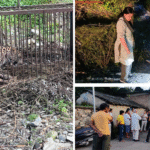 Leopard That K*illed 69 Livestock and a Dog Captured After Month-Long Operation in Mandi