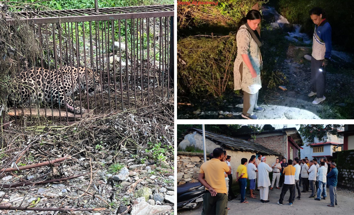 Leopard That K*illed 69 Livestock and a Dog Captured After Month-Long Operation in Mandi