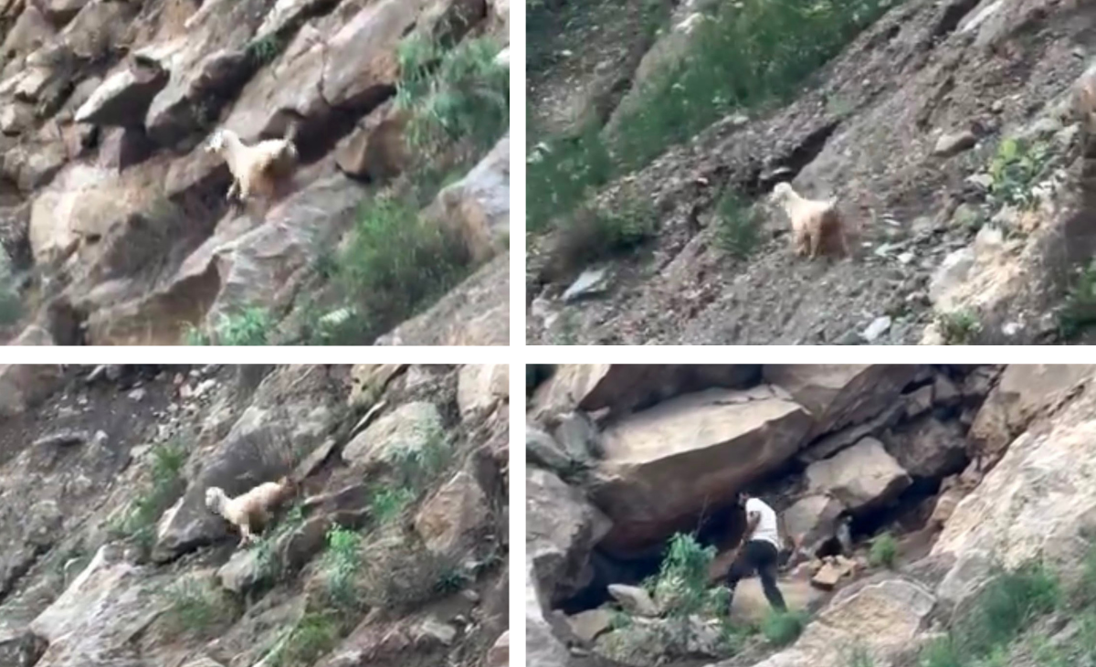 ‘I’m Not Jogni Mata, I’m Just a Goat’: Jhiri’s ‘Mystery Goat’ Triggers Debate Over Faith and Superstition