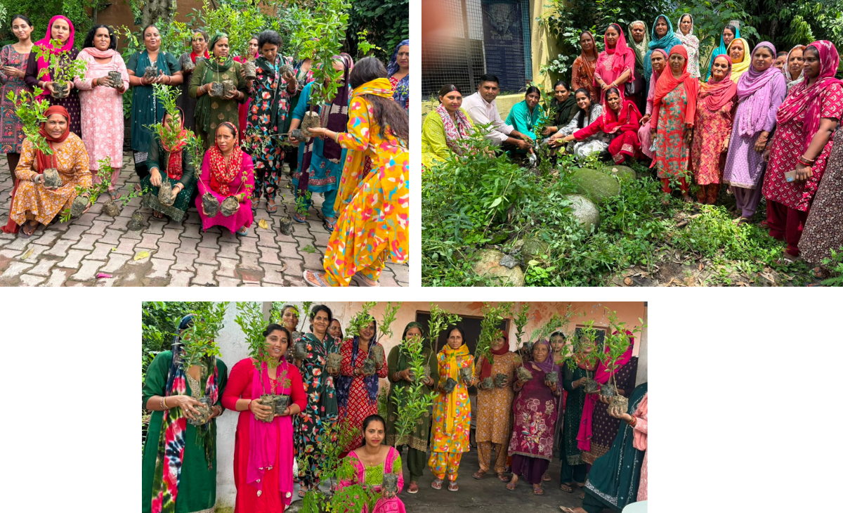 Massive Plantation Drive Marks 75 Years of Chinmaya Nanda Ji’s Discourses