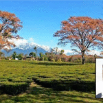 Lease Process Completed for Palampur IIT Campus, Major Milestone Achieved, says Gokul Butail