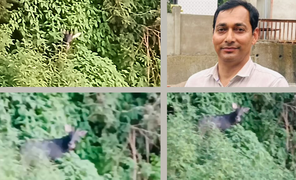 Rare Himalayan Serow Captured on Camera in Dalhousie Catchment