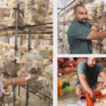 From 200 Bags to 7,000: How Ankit Turned Mushroom Farming into a ₹1.5-Lakh-a-Month Enterprise