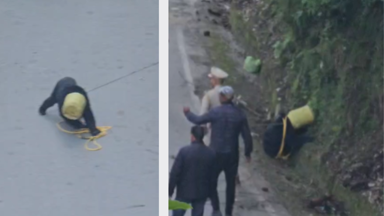 Bear Rescued at Dalhousie Bus Stand After Head Gets Stuck in Canister