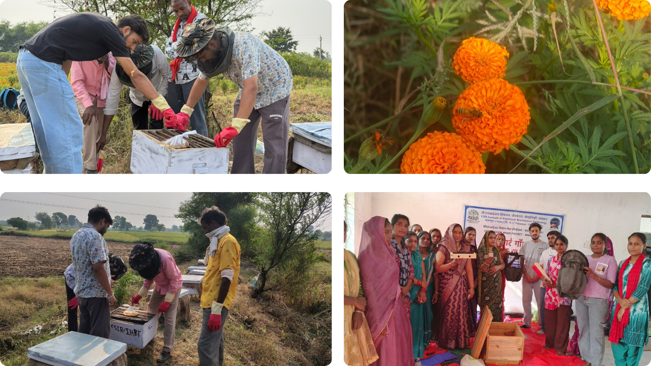 CSIR-IHBT Promotes Beekeeping for Sustainable Livelihoods in Madhya Pradesh Village