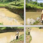 Fish Farming Offers a Path to Self-Employment in Himachal’s Rural Hinterland